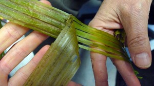 Stinging Nettle Fiber